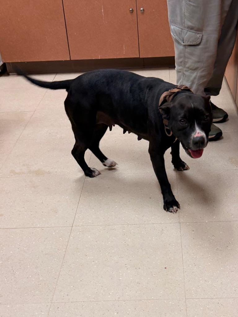 Enlarge Hannah, a Adoptable Mixed Breed in Bossier City, LA image 2/6