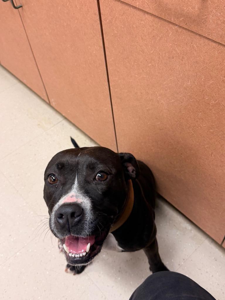 Enlarge Hannah, a Adoptable Mixed Breed in Bossier City, LA image 3/6