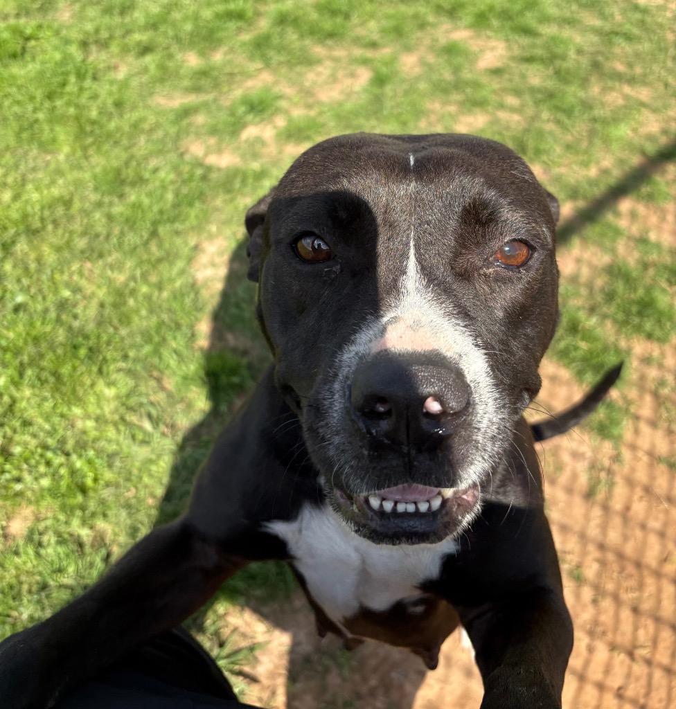 Enlarge Hannah, a Adoptable Mixed Breed in Bossier City, LA image 4/6