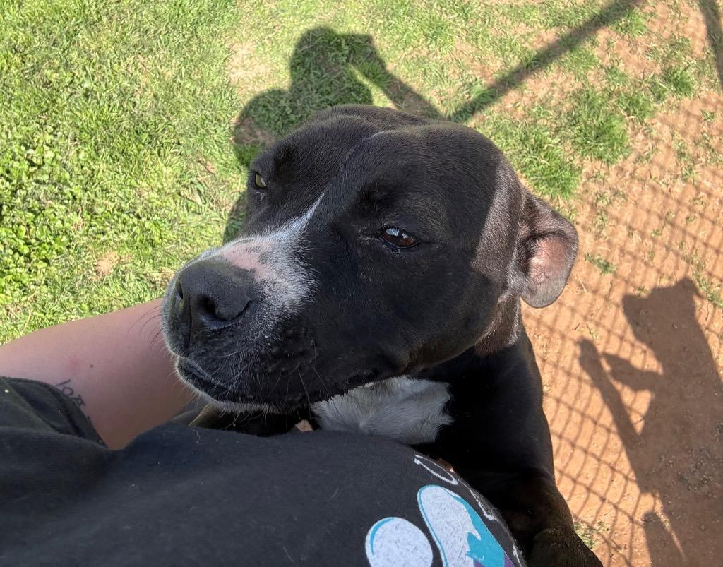 Enlarge Hannah, a Adoptable Mixed Breed in Bossier City, LA image 5/6