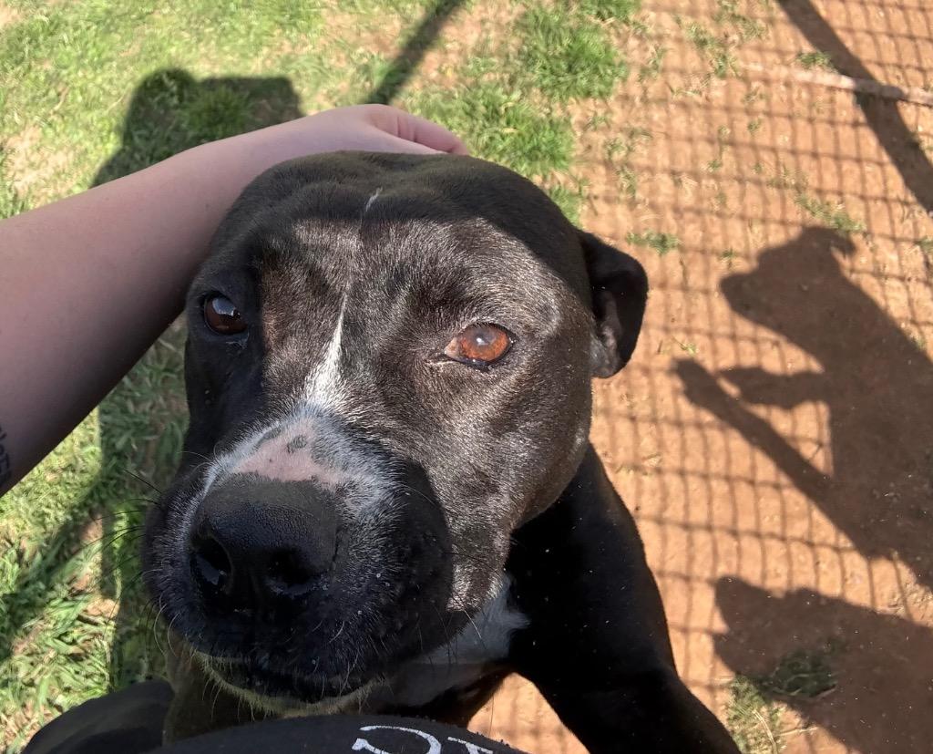 Enlarge Hannah, a Adoptable Mixed Breed in Bossier City, LA image 6/6