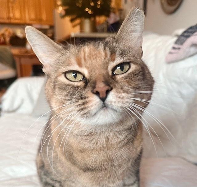 Gigi, Adoptable, Adult Female Torbie & Tortoiseshell.