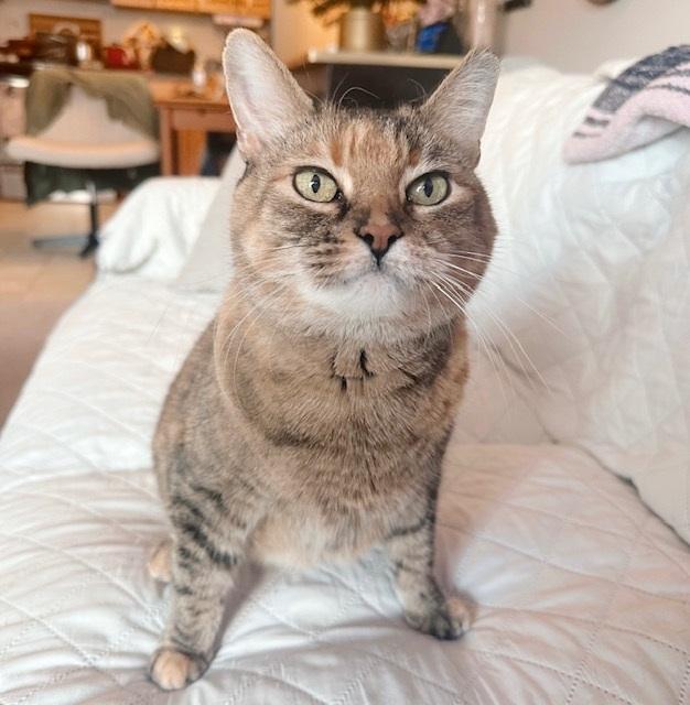 Enlarge Gigi, a Adoptable mixed breed in Philadelphia, PA image 3/6