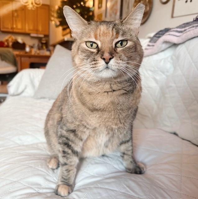 Enlarge Gigi, a Adoptable mixed breed in Philadelphia, PA image 6/6