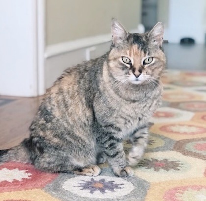 Enlarge Gigi, a Adoptable mixed breed in Philadelphia, PA image 5/6