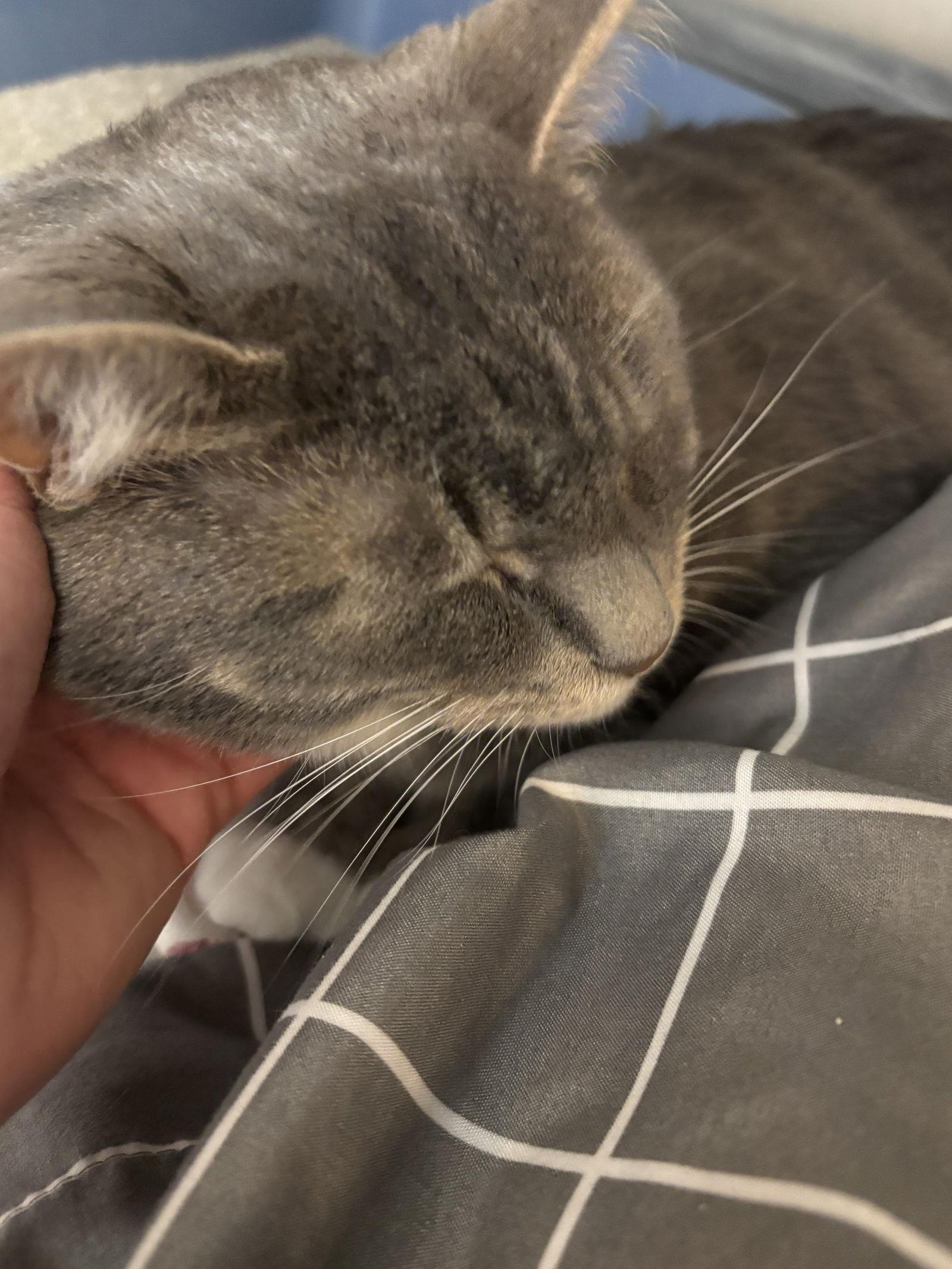 Shadow, a Adoptable Domestic Short Hair in Hopewell, VA image 1/3