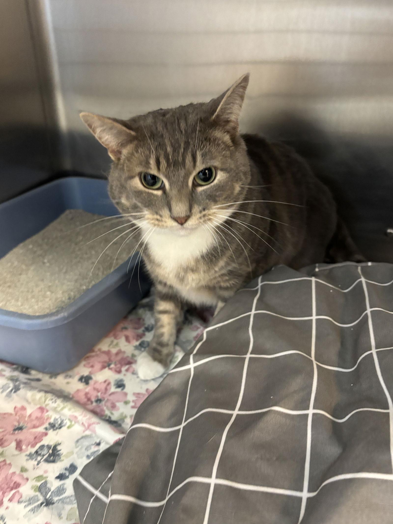 Shadow, a Adoptable Domestic Short Hair in Hopewell, VA image 2/3