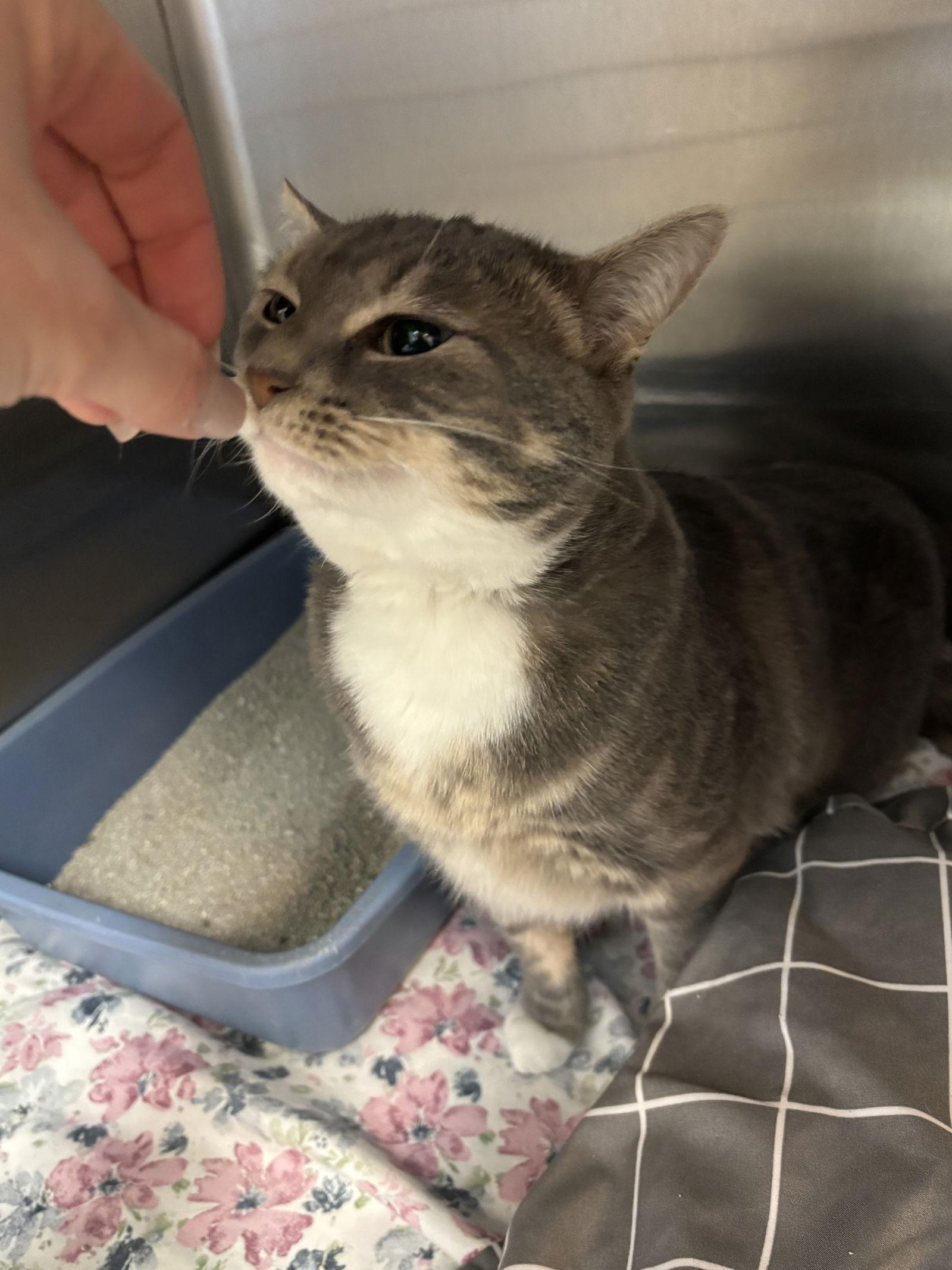 Shadow, a Adoptable Domestic Short Hair in Hopewell, VA image 3/3