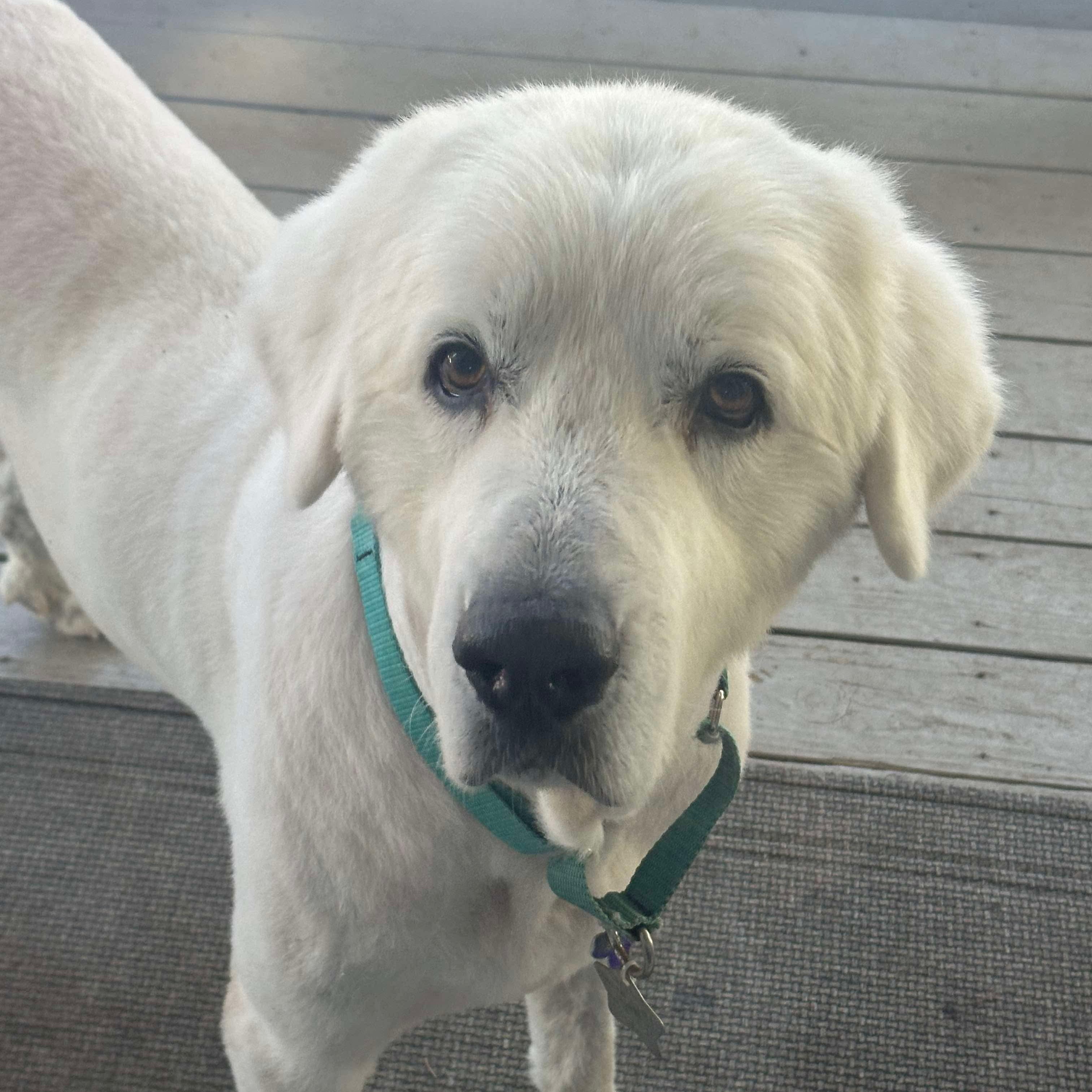 Photo of Senior Male Great Pyrenees White / Cream