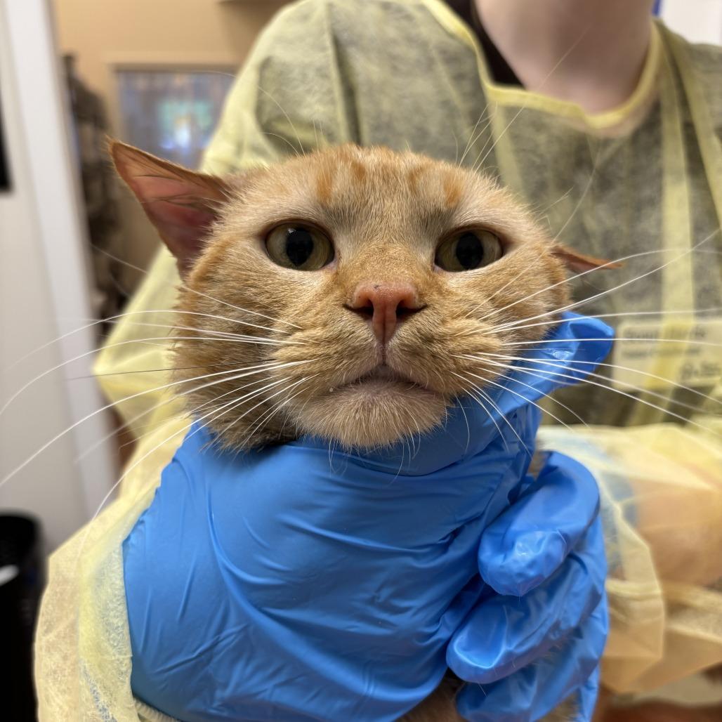 Ike, a Adoptable Domestic Short Hair in Evanston, IL image 4/5