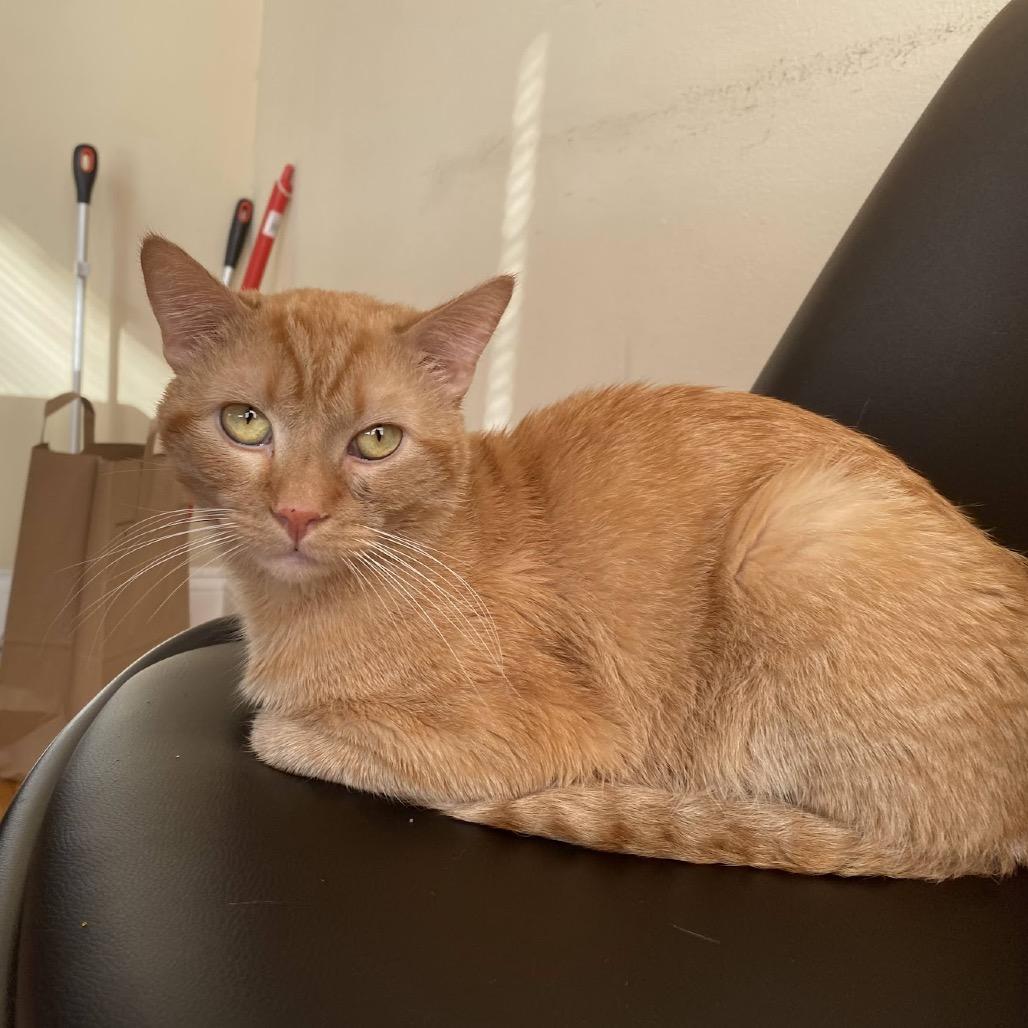 Ike, a Adoptable Domestic Short Hair in Evanston, IL image 5/5