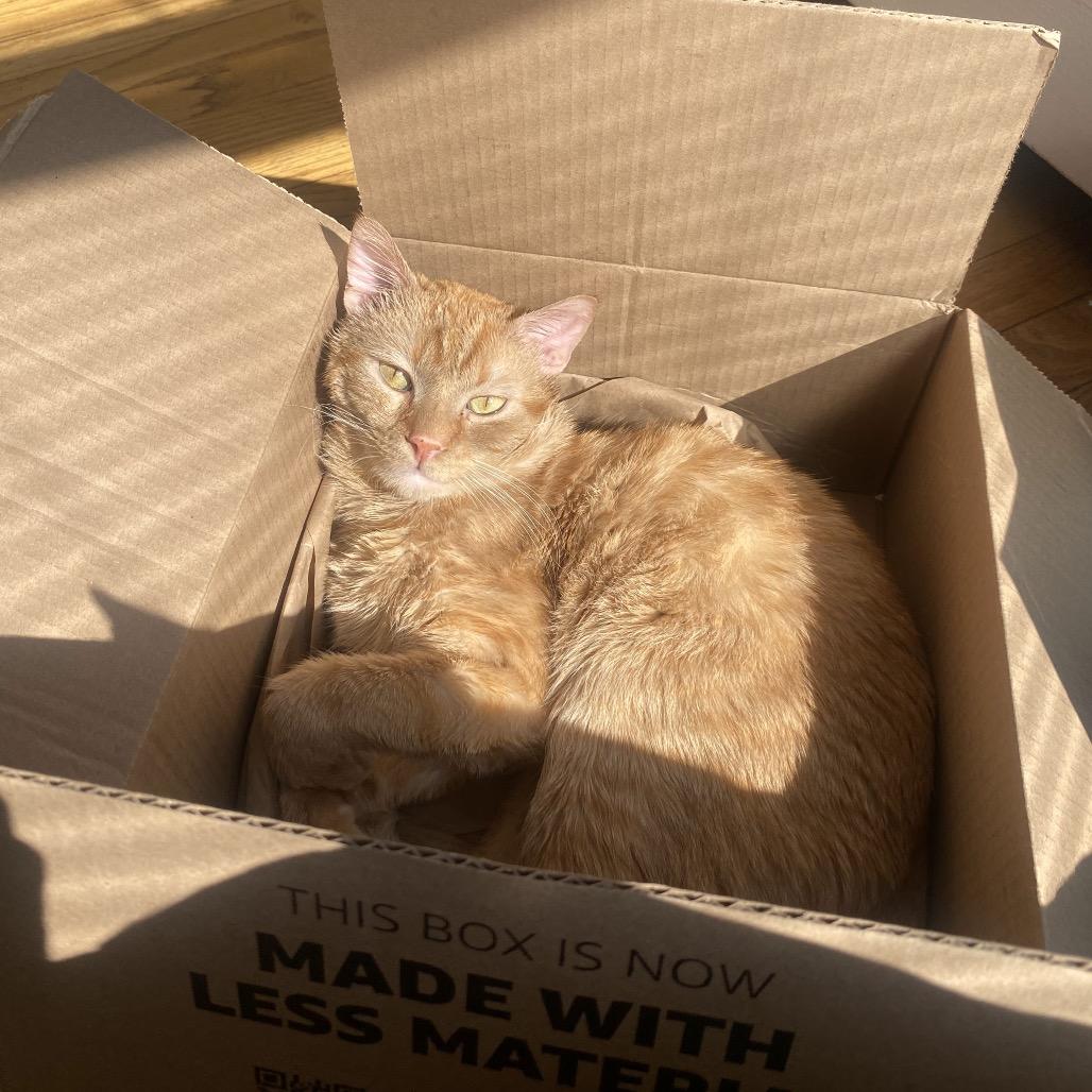 Ike, Adoptable, Adult Male Domestic Short Hair.