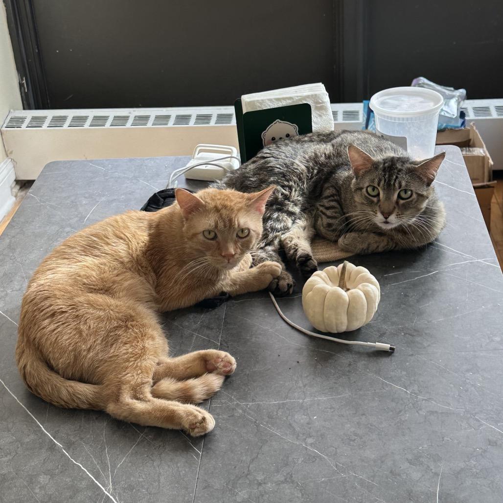 Ike, a Adoptable Domestic Short Hair in Evanston, IL image 3/5