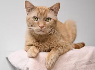 Ike, Adoptable, Adult Male Domestic Short Hair.