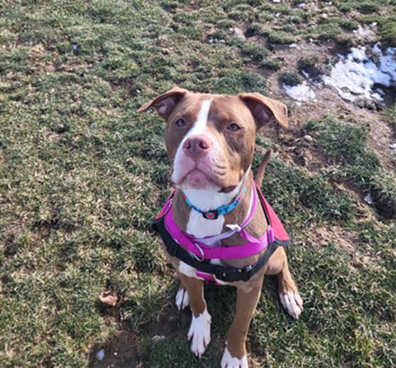 Enlarge PAWLA, a Adoptable Pit Bull Terrier in Indianapolis, IN image 1/1
