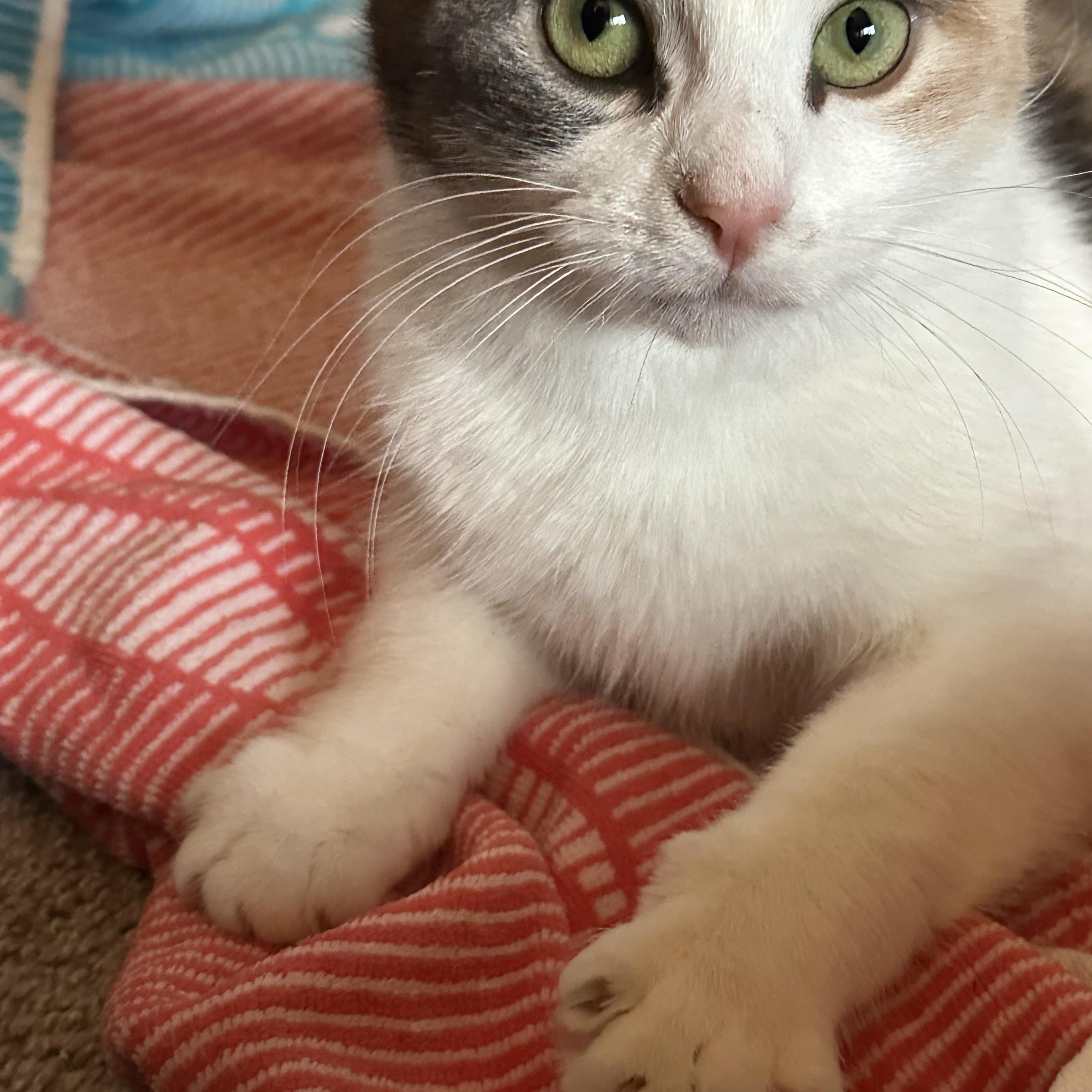 Enlarge Cher, a Adoptable Domestic Short Hair in Leesburg, VA image 6/6