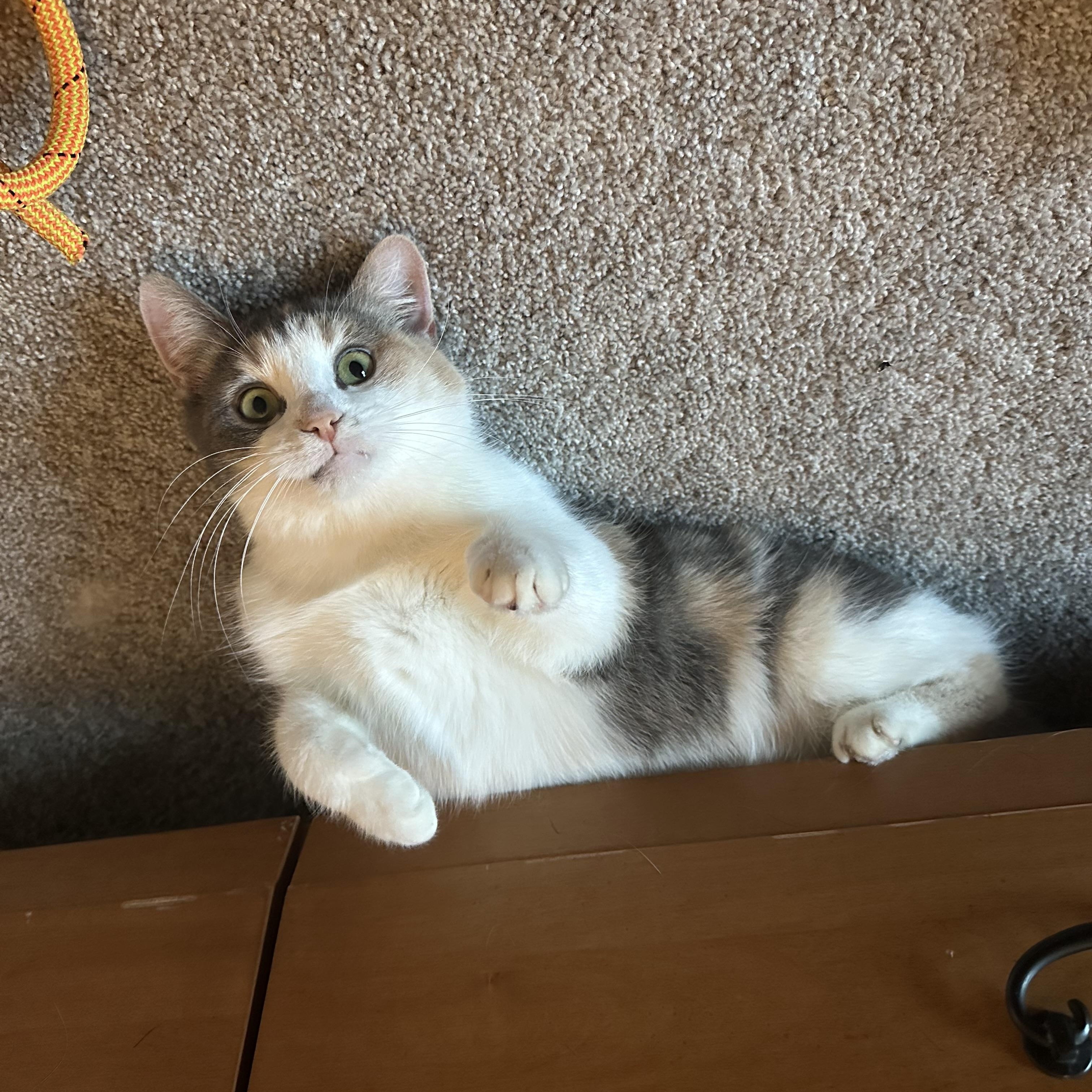 Cher, Adoptable, Adult Female Domestic Short Hair.