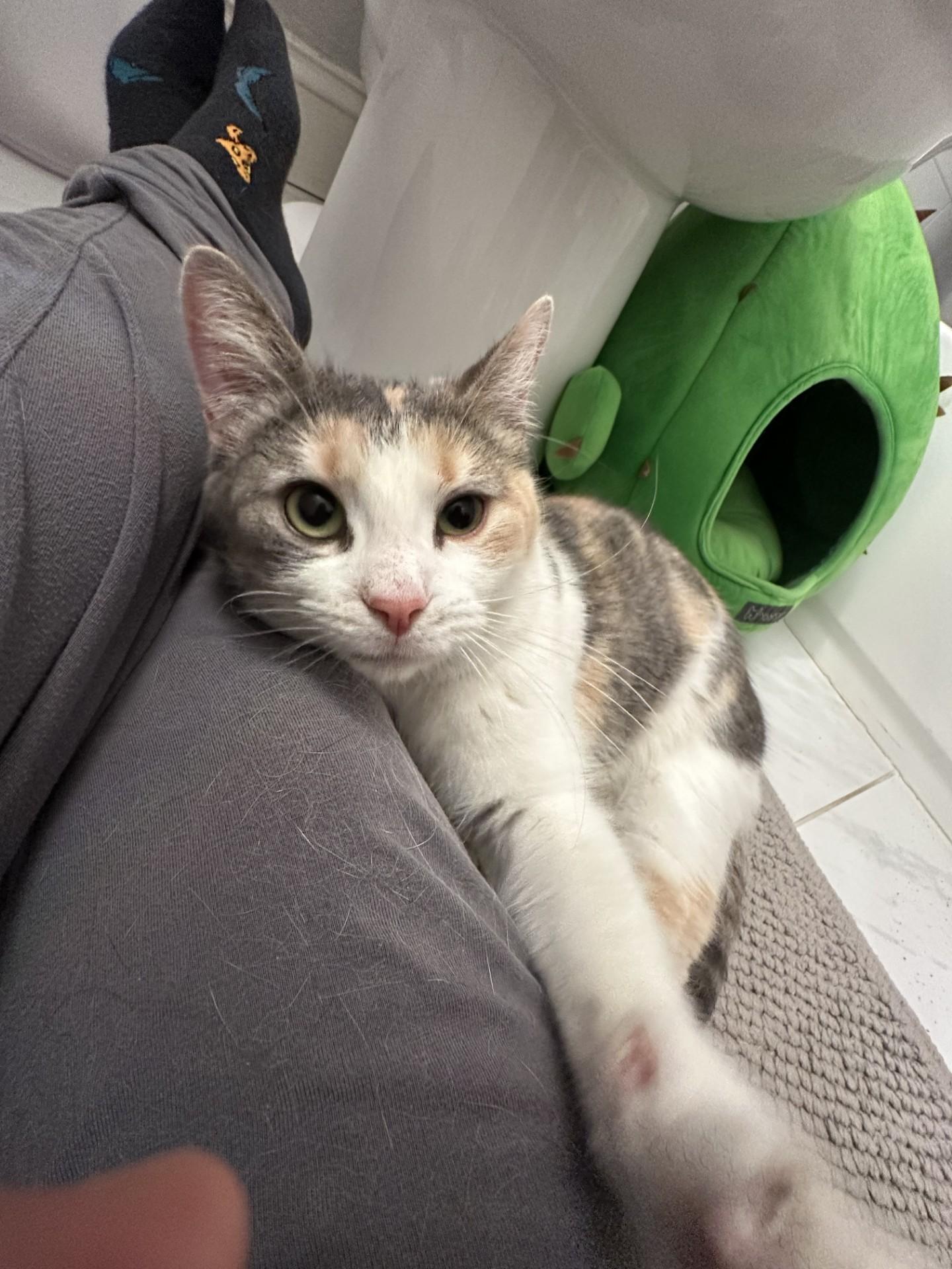 Cher, Adoptable, Adult Female Domestic Short Hair.