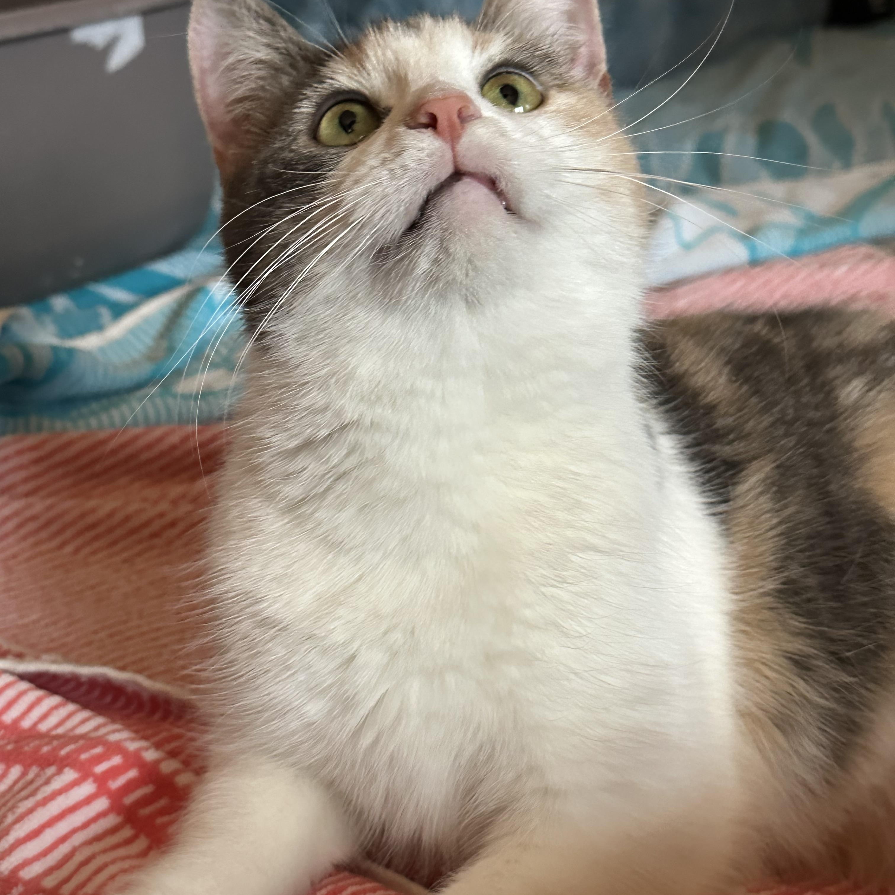 Enlarge Cher, a Adoptable Domestic Short Hair in Leesburg, VA image 5/6