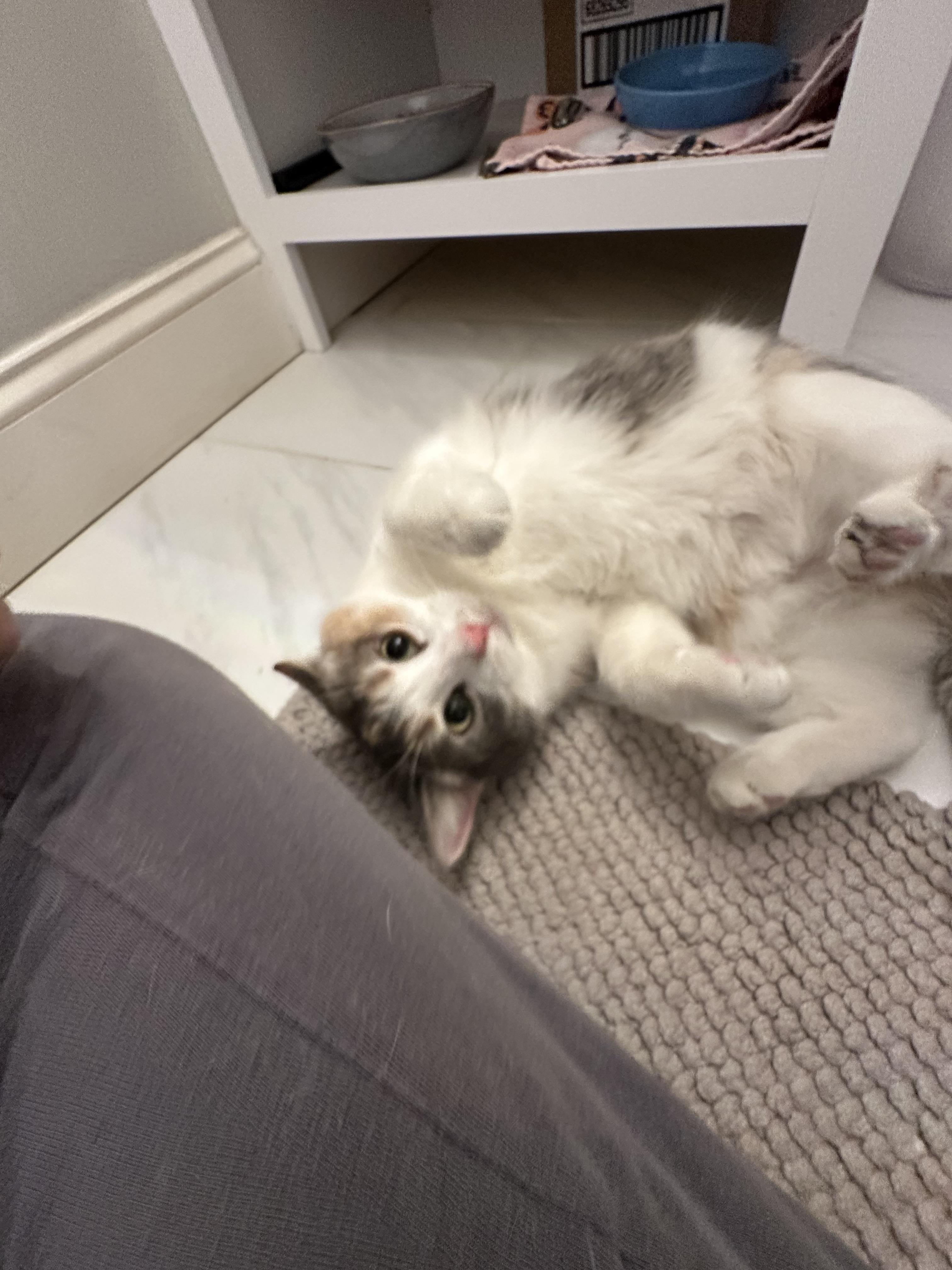 Enlarge Cher, a Adoptable Domestic Short Hair in Leesburg, VA image 2/6