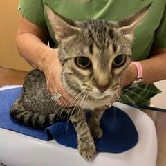 Crepe — thumbnail 2