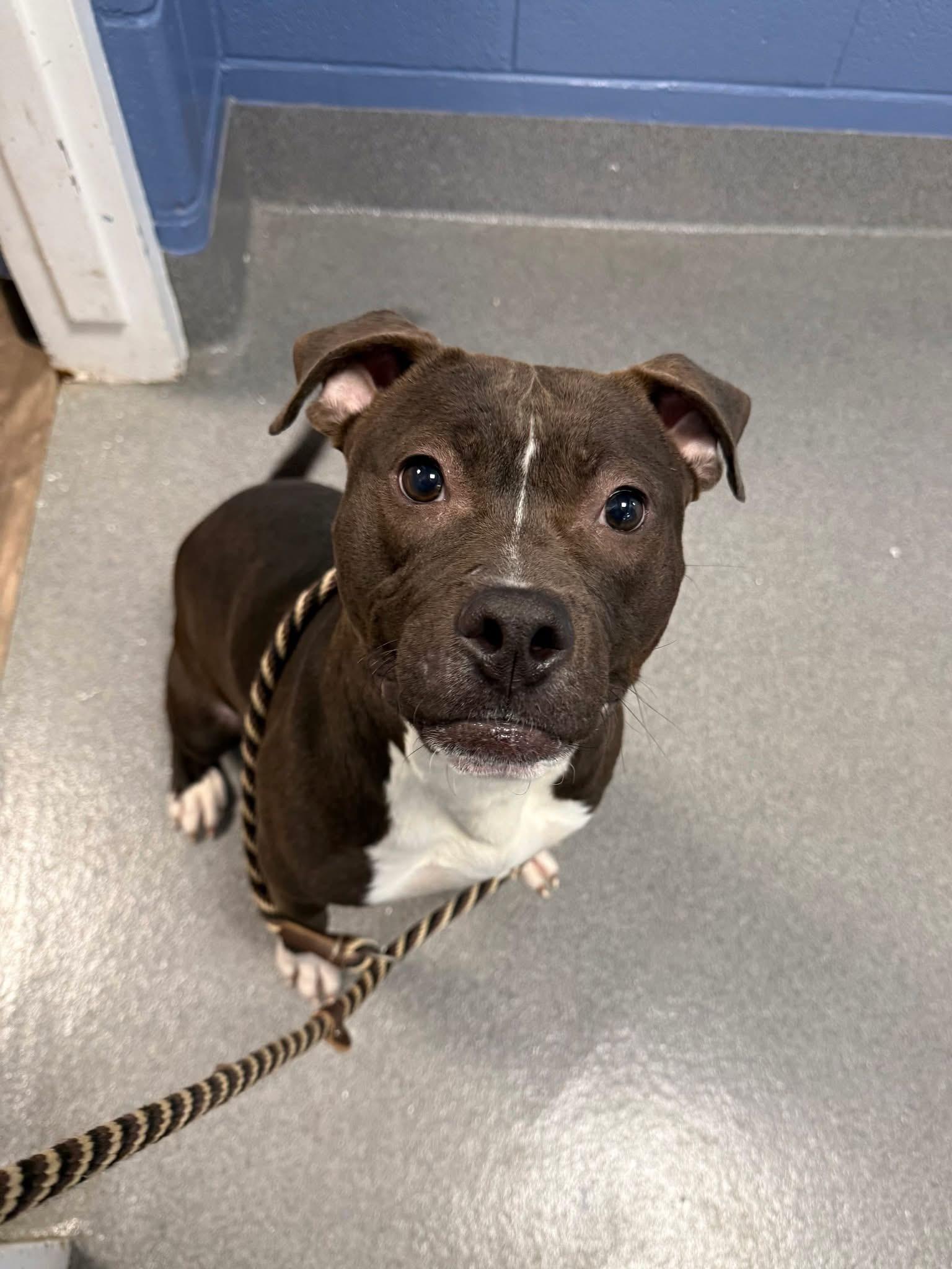 Foster Me! Jiminy Cricket, Adoptable, Adult Male Pit Bull Terrier.