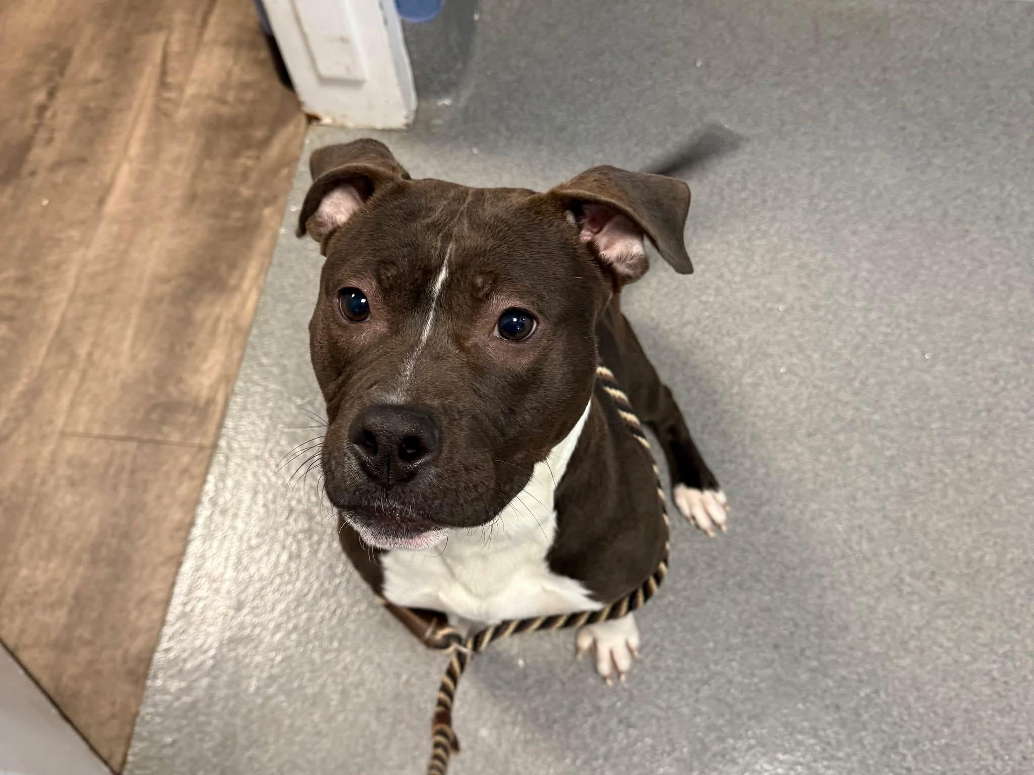 Enlarge Foster Me! Jiminy Cricket, a Adoptable mixed breed in Oswego, IL image 2/3