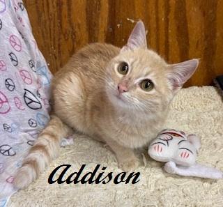 Enlarge Addison - quiet, snuggly and petite little girl kitten, a ADOPTABLE Tabby in Southern Pines, NC image 2/5