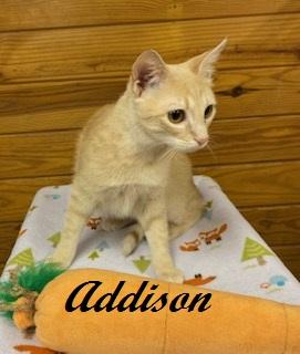 Addison - quiet, snuggly and petite little girl who chirps for attention, a ADOPTABLE Tabby in Southern Pines, NC image 6/6