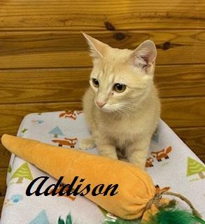 Addison - quiet, snuggly and petite little girl who chirps for attention, a ADOPTABLE Tabby in Southern Pines, NC image 5/6