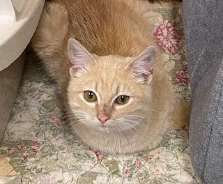 Enlarge Addison - quiet, snuggly and petite little girl kitten, a ADOPTABLE Tabby in Southern Pines, NC image 4/5