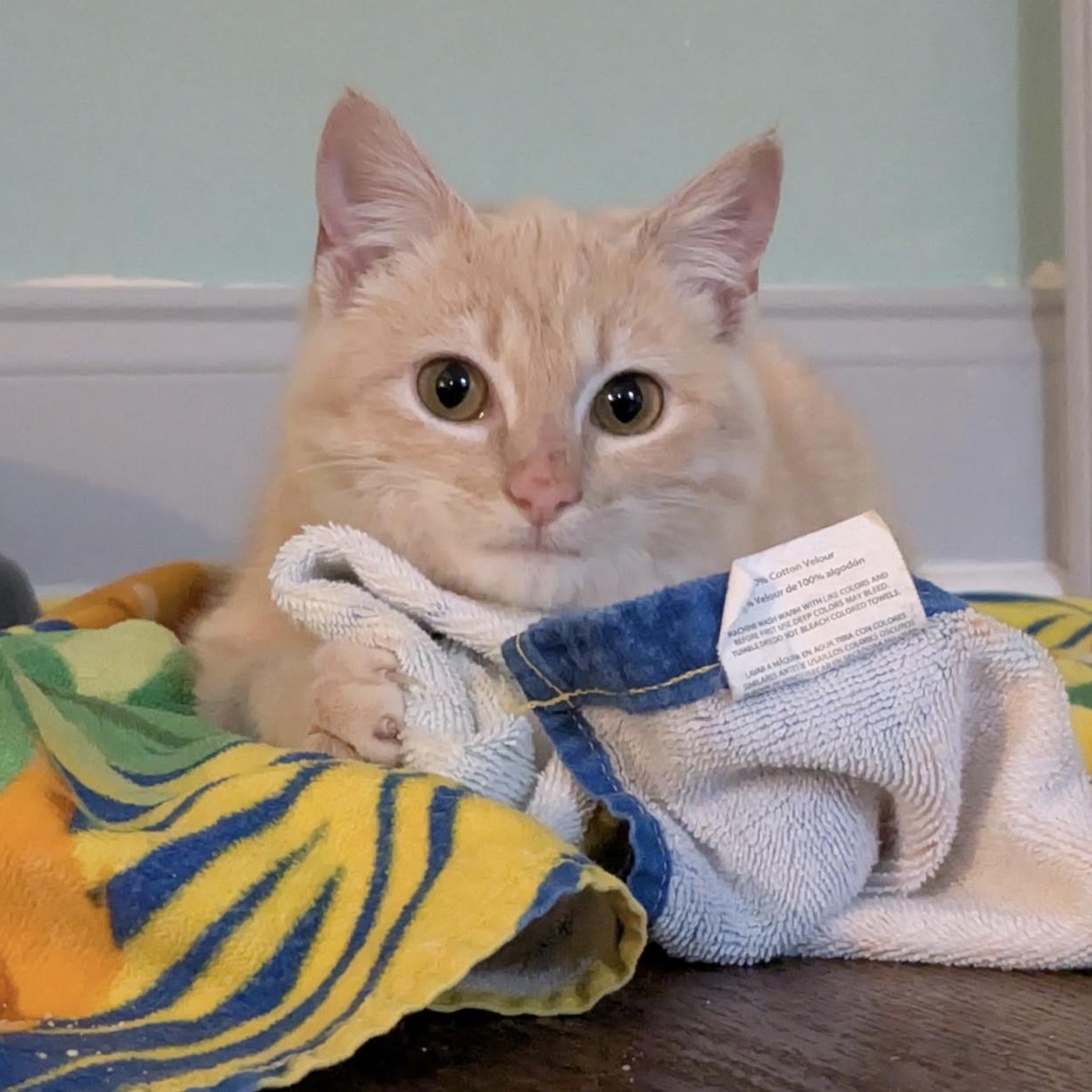 Enlarge Addison - quiet, snuggly and petite little girl kitten, a ADOPTABLE Tabby in Southern Pines, NC image 1/5
