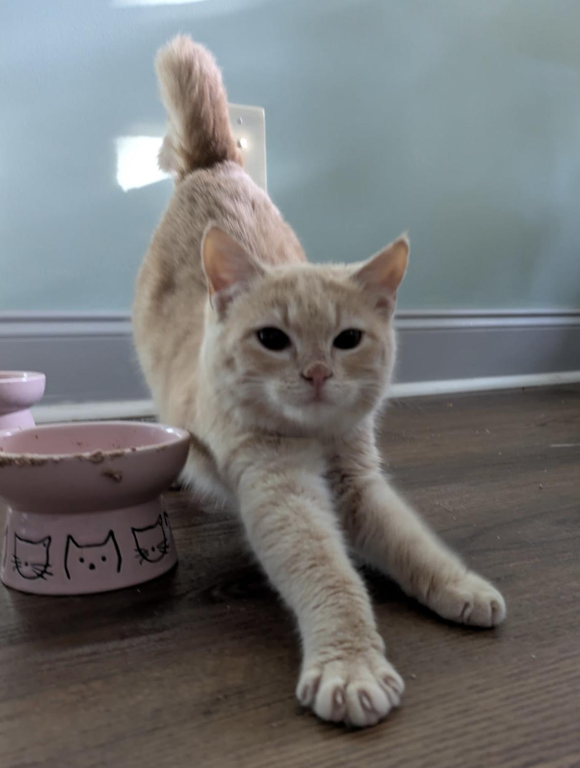 Enlarge Addison - quiet, snuggly and petite little girl kitten, a ADOPTABLE Tabby in Southern Pines, NC image 3/5