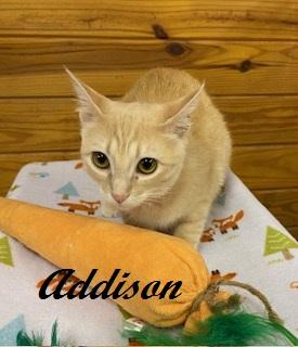 Addison - quiet, snuggly and petite little girl who chirps for attention, a ADOPTABLE Tabby in Southern Pines, NC image 3/6