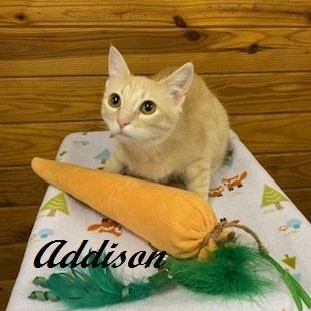 Addison - quiet, snuggly and petite little girl who chirps for attention, ADOPTABLE, Kitten Female Tabby.