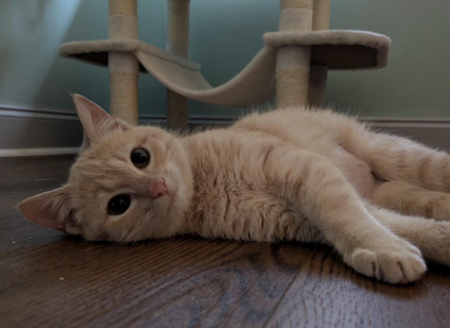 Enlarge Addison - quiet, snuggly and petite little girl kitten, a ADOPTABLE Tabby in Southern Pines, NC image 5/5