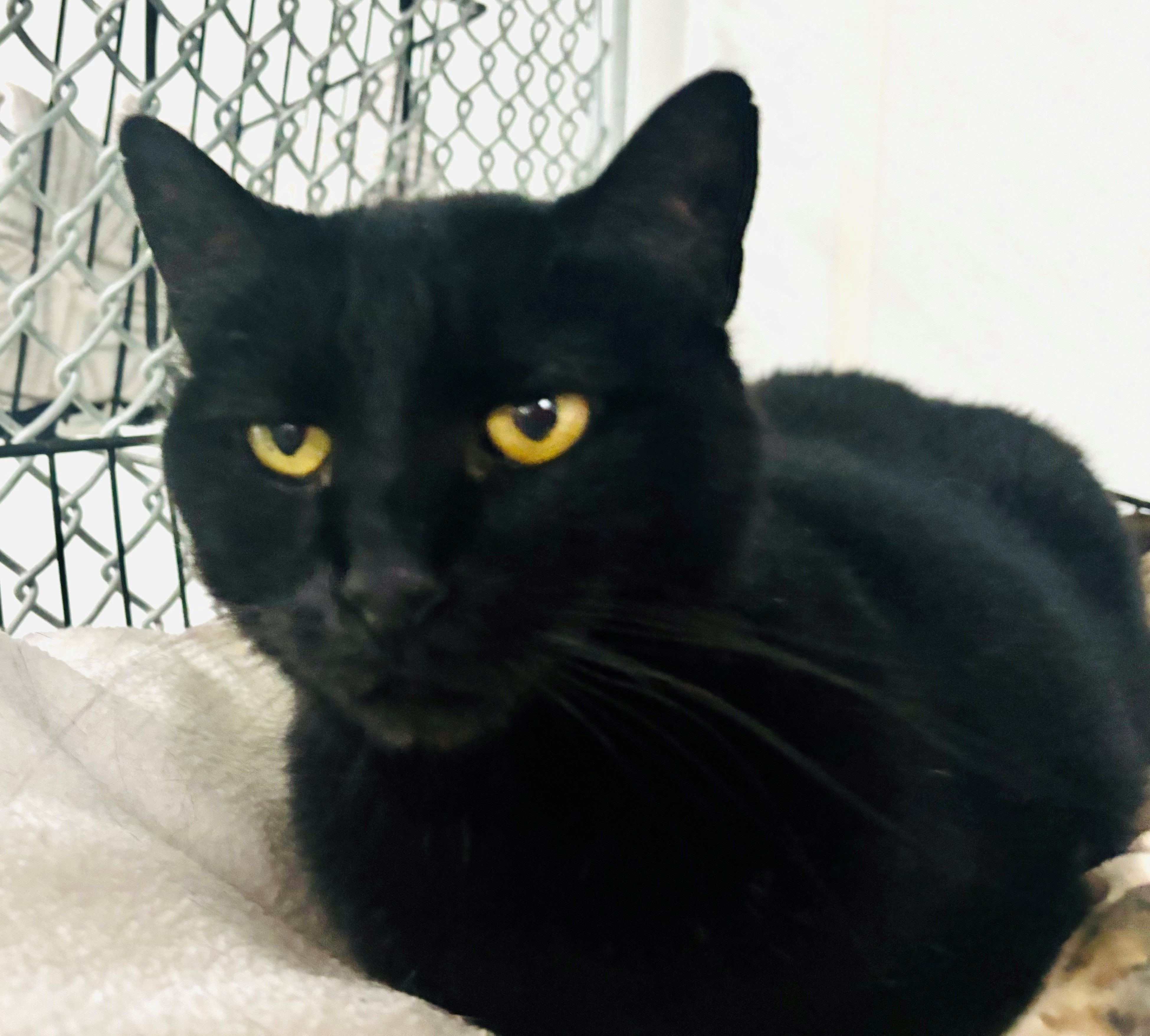 Bagherra, Adoptable, Adult Female Domestic Short Hair.