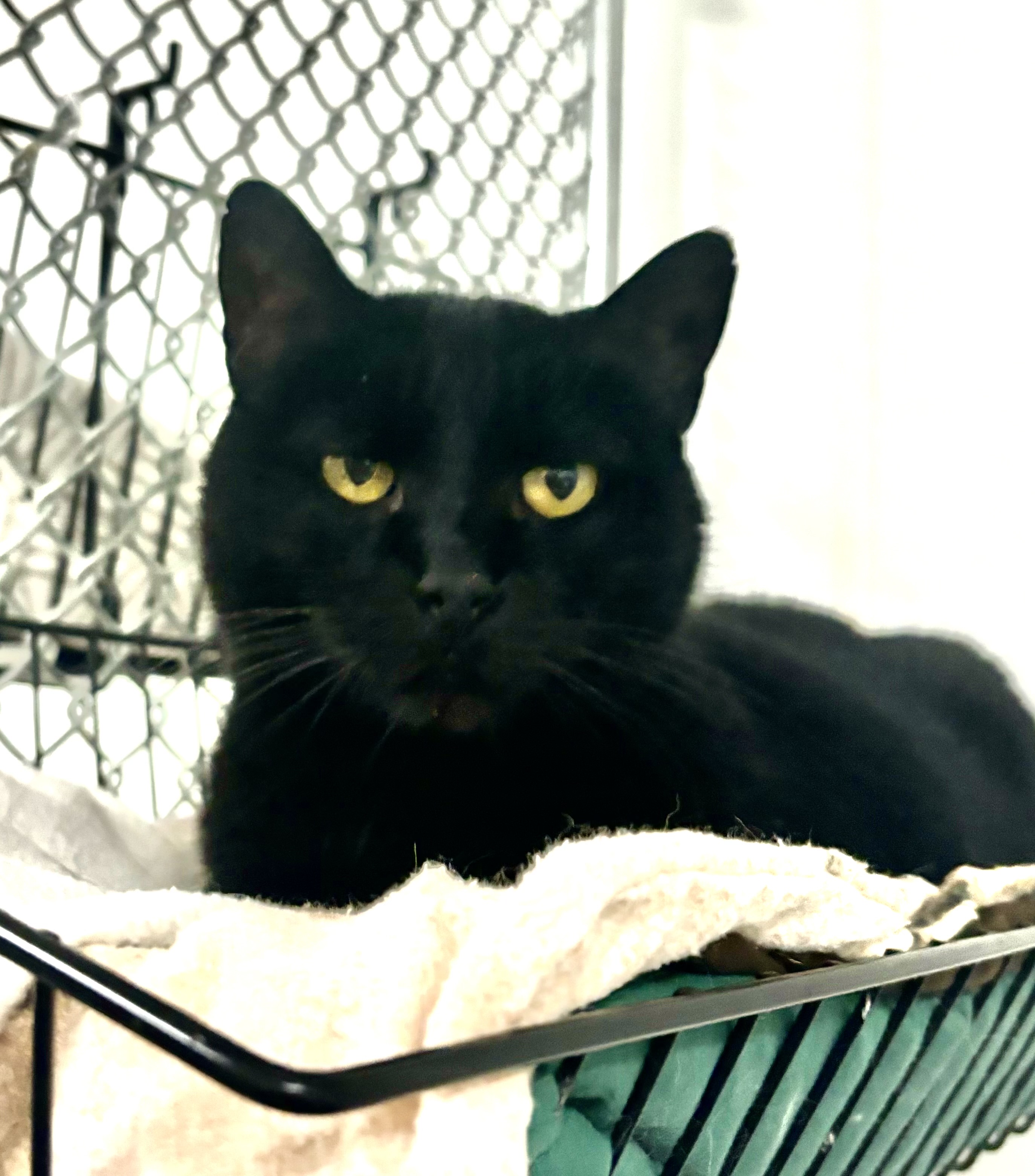 Bagherra, a Adoptable Domestic Short Hair in Hawk Point, MO image 2/10