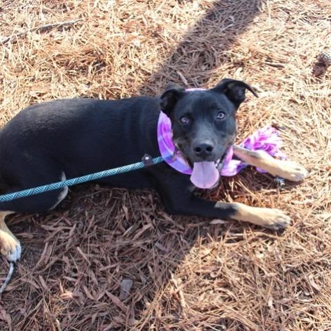 Enlarge Luna, a Adoptable mixed breed in Birmingham, AL image 1/1