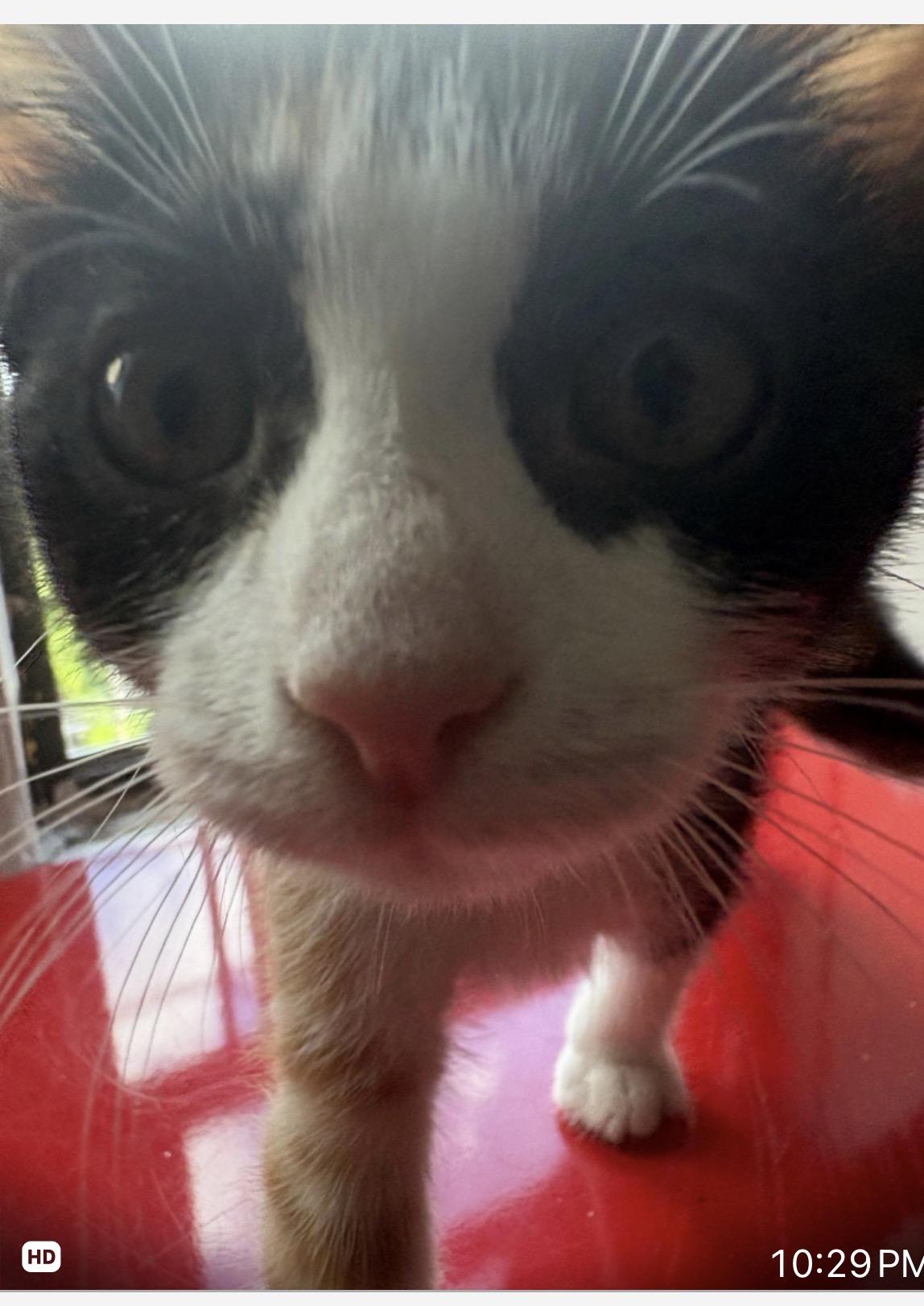 Paprika, a ADOPTABLE Calico in Brooklyn, NY image 3/3