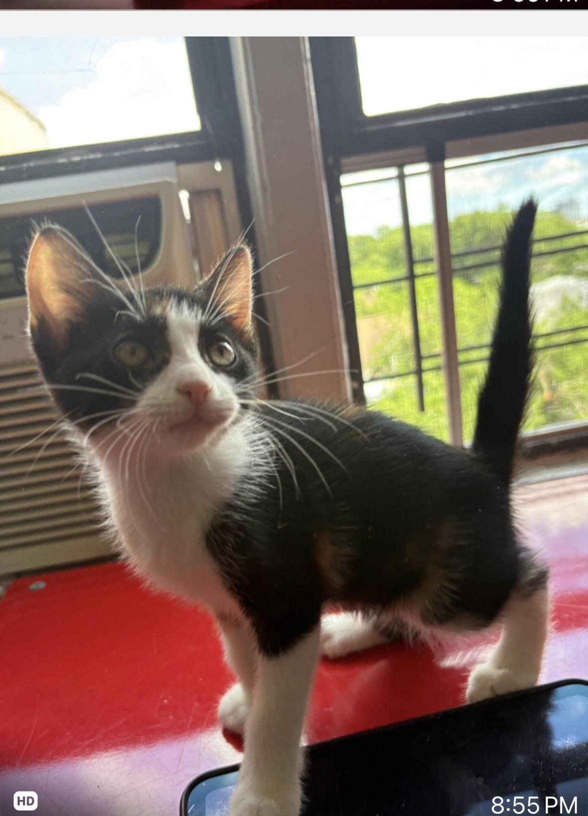 Paprika, ADOPTABLE, Kitten Female Calico.