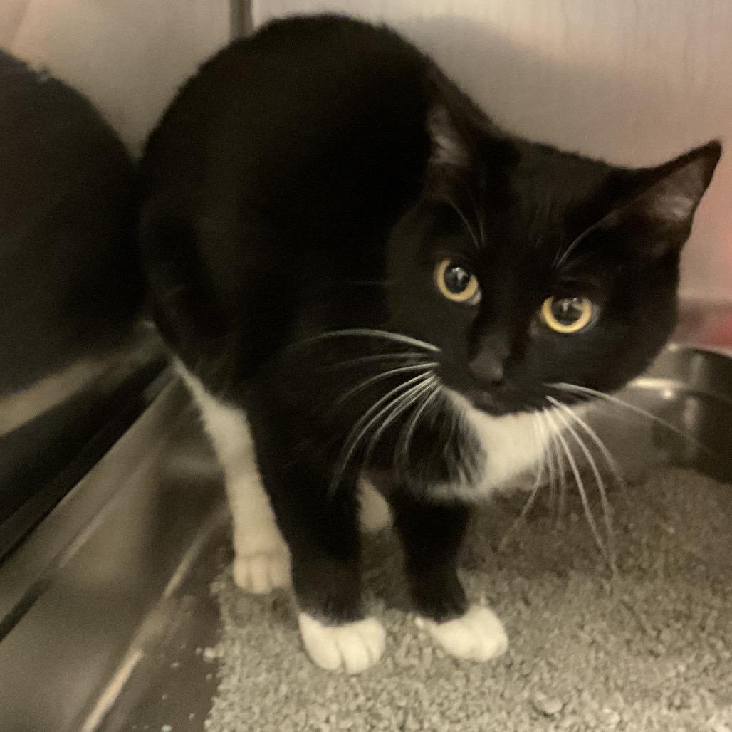 Enlarge Sweetie, a Adoptable Domestic Short Hair in Monroe, LA image 1/1