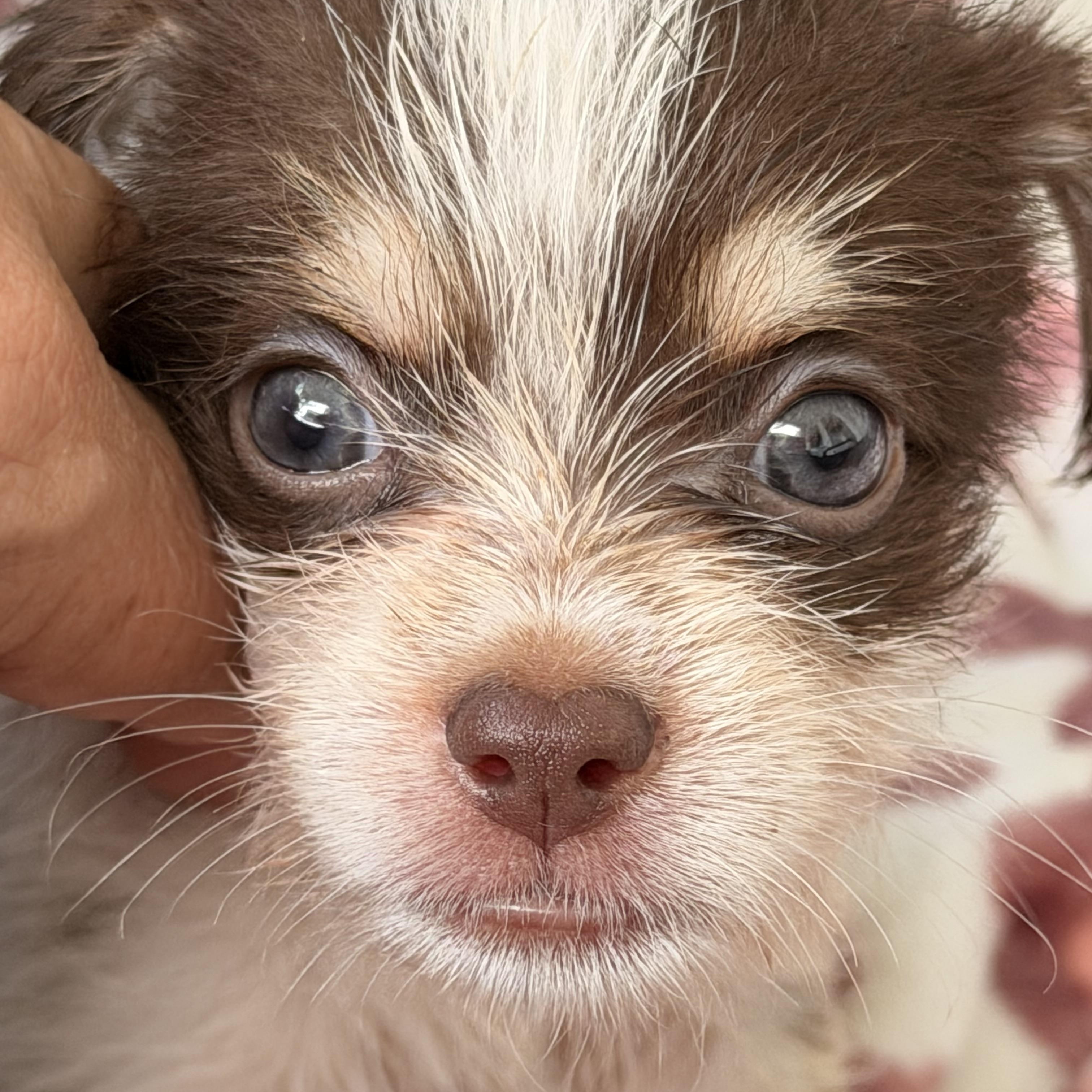 Enlarge Lilly, an adopted mixed breed in Pleasant Valley, NY image 2/6