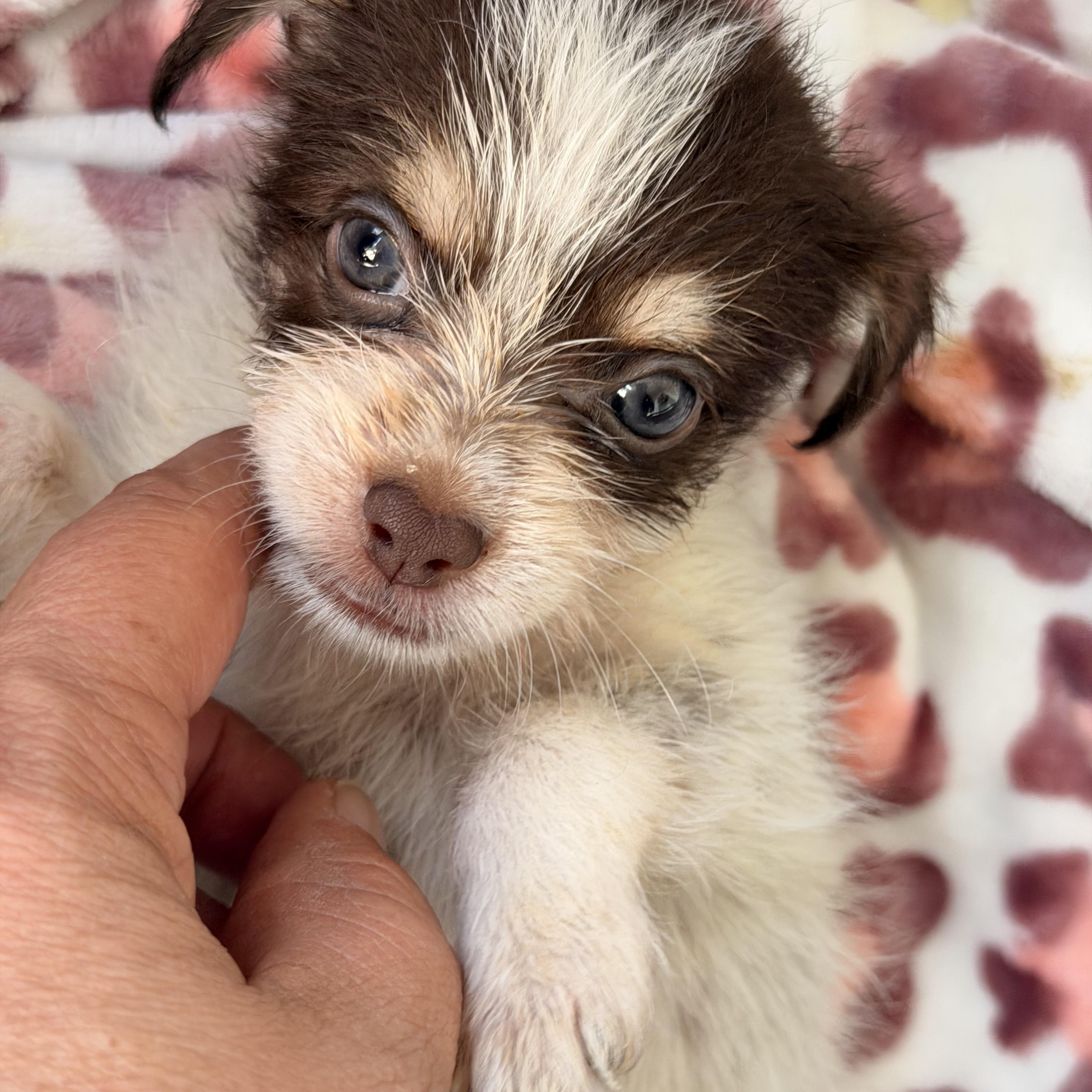 Lilly, adopted, Puppy Female Chihuahua.