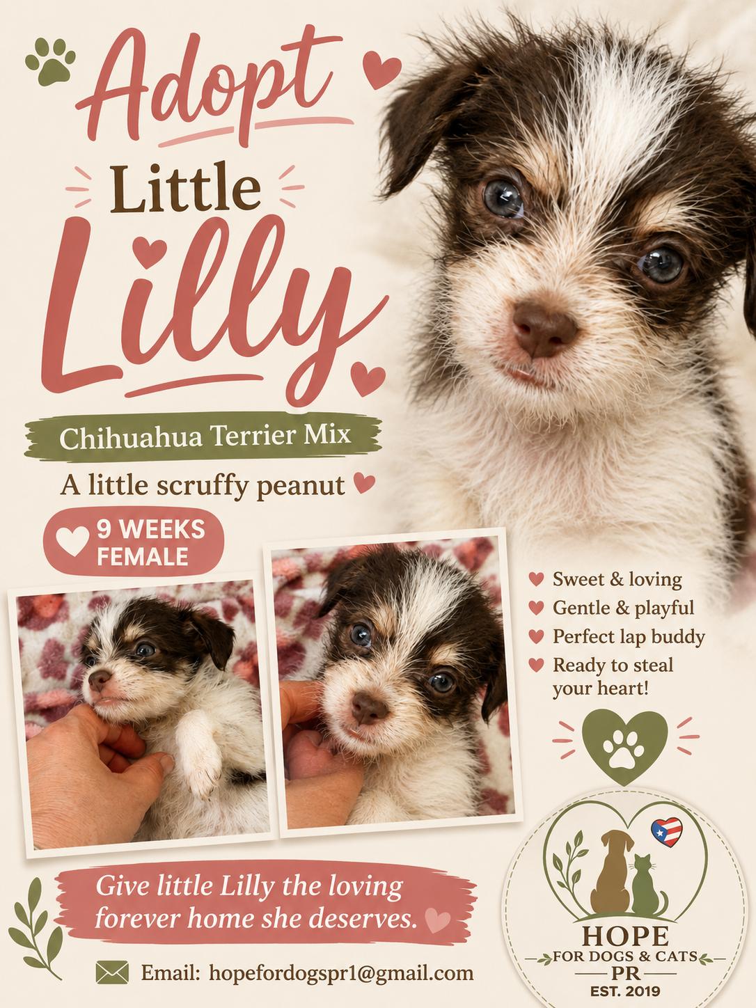 Enlarge Lilly, an adopted mixed breed in Pleasant Valley, NY image 5/6