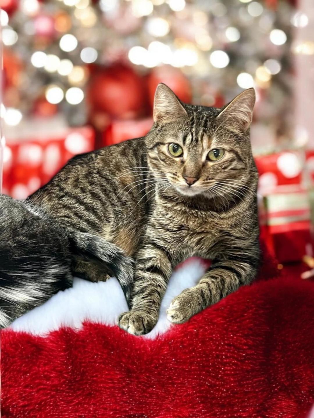 Enlarge Chipper, a Adoptable Domestic Short Hair in Gilroy, CA image 1/4