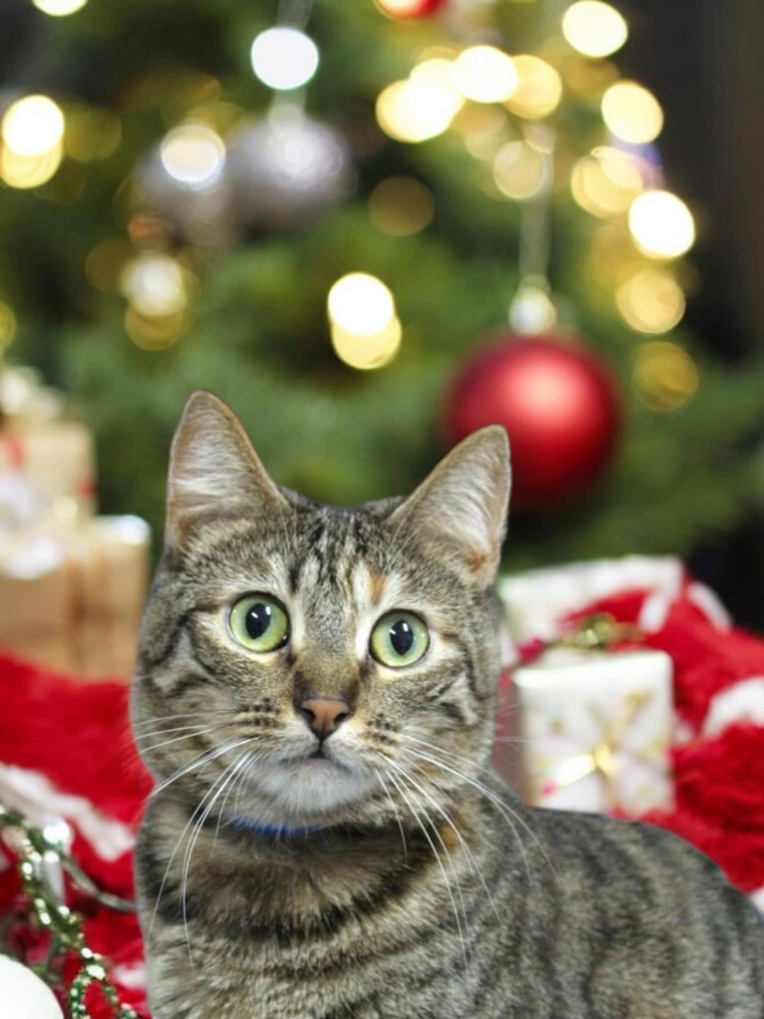 Enlarge Chipper, a Adoptable Domestic Short Hair in Gilroy, CA image 2/4