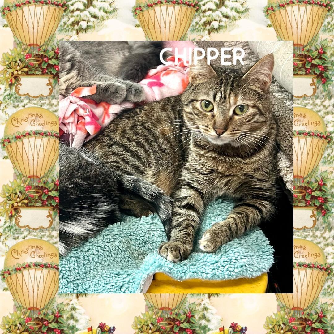 Enlarge Chipper, a Adoptable Domestic Short Hair in Gilroy, CA image 3/4