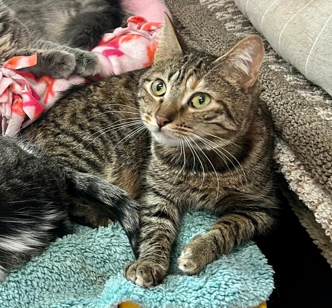 Enlarge Chipper, a Adoptable Domestic Short Hair in Gilroy, CA image 4/4