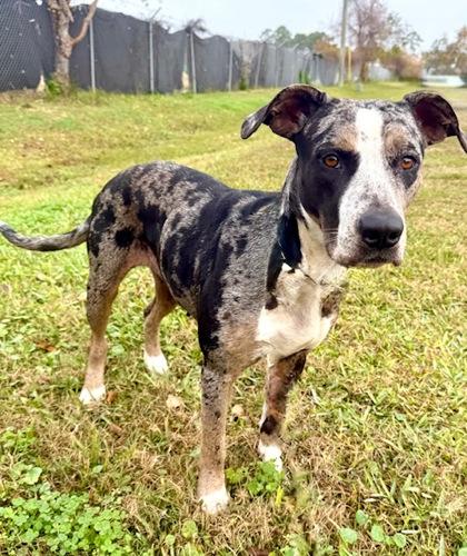 Enlarge Mistletoes, a Adoptable mixed breed in Port Saint Joe, FL image 1/3
